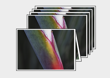Package of 5 greeting cards - (Bird of Paradise) – 4.5″x6.25″