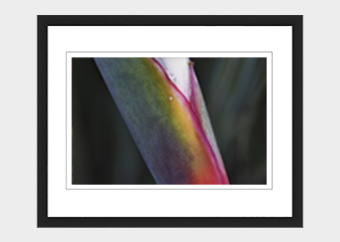 framed print - (Bird of Paradise HBV) - 8"x10"