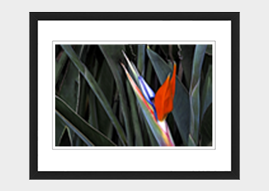 framed print - (Bird of Paradise HV) - 8"x10"