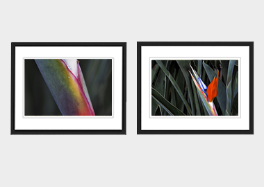 Both framed prints - (Bird of Paradise) - 8"x10" each