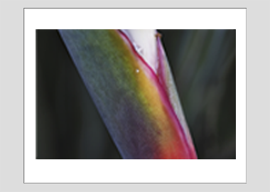 matted print - (Bird of Paradise HBV) - 11"x14"