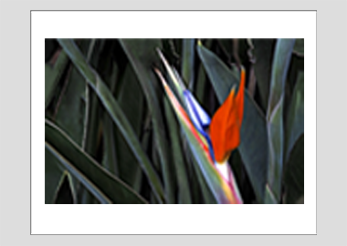 matted print - (Bird of Paradise HV) - 11"x14"