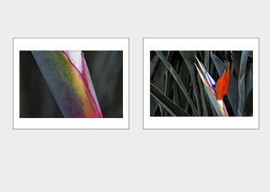 Both matted prints - (Bird of Paradise) - 11"x14" each