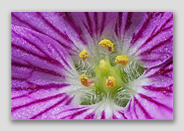 canvas print - (Bishop's Form Pink Stork's Bill HBV) - 12"x18"