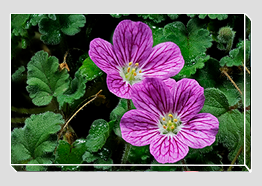 canvas print - (Bishop's Form Pink Stork's Bill HV) - 8"x12"