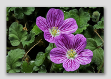 canvas print - (Bishop's Form Pink Stork's Bill HV) - 8"x12"