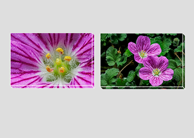 Both canvas prints - (Bishop's Form Pink Stork's Bill) - 8"x12" each