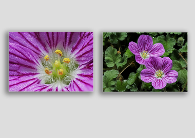 Both canvas prints - (Bishop's Form Pink Stork's Bill) - 12"x18" each
