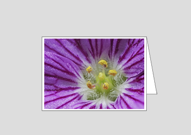 Fine art greeting card - (Bishop's Form Pink Stork's Bill HBV) – 4.5″x6.25″