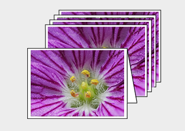 Package of 5 greeting cards - (Bishop's Form Pink Stork's Bill HBV) – 4.5″x6.25″