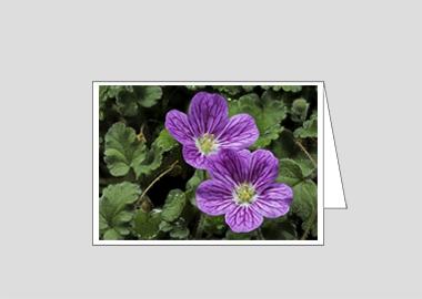 Fine art greeting card - (Bishop's Form Pink Stork's Bill HV) – 4.5″x6.25″