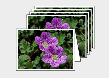 Package of 5 greeting cards - (Bishop's Form Pink Stork's Bill HV) – 4.5″x6.25″