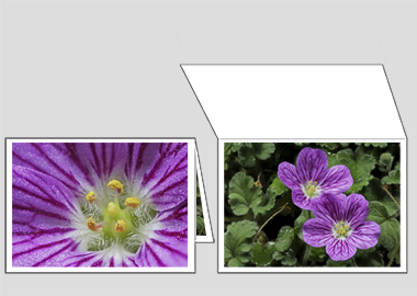 Fine art greeting card - (Bishop's Form Pink Stork's Bill) – 4.5″x6.25″