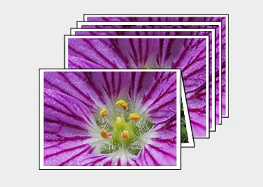 Package of 5 greeting cards - (Bishop's Form Pink Stork's Bill) – 4.5″x6.25″