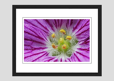 framed print - (Bishop's Form Pink Stork's Bill HBV) - 8"x10"