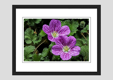 framed print - (Bishop's Form Pink Stork's Bill HV) - 8"x10"