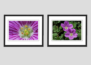 Both framed prints - (Bishop's Form Pink Stork's Bill) - 8"x10" each
