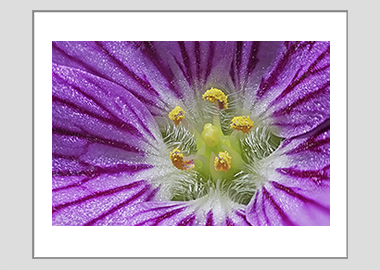 matted print - (Bishop's Form Pink Stork's Bill HBV) - 11"x14"