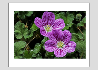 matted print - (Bishop's Form Pink Stork's Bill HV) - 11"x14"