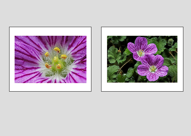 Both matted prints - (Bishop's Form Pink Stork's Bill) - 11"x14" each