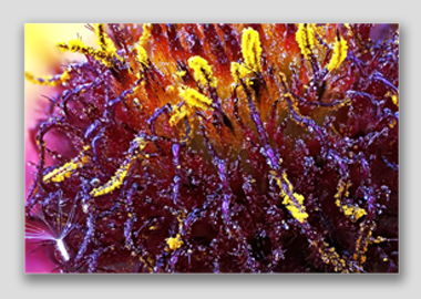 canvas print - (Blanketflower HBV) - 12"x18"