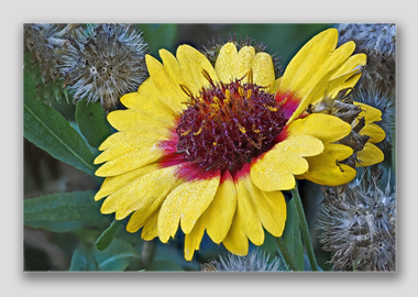 canvas print - (Blanketflower HV) - 8"x12"