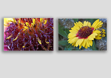 Both canvas prints - (Blanketflower) - 8"x12" each