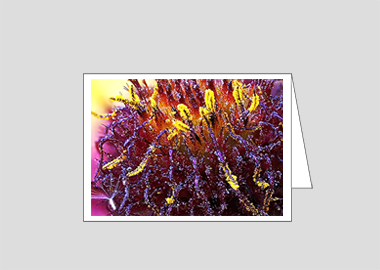 Fine art greeting card - (Blanketflower HBV) – 4.5″x6.25″