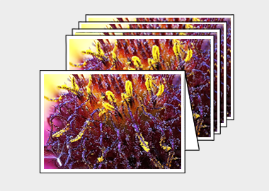 Package of 5 greeting cards - (Blanketflower HBV) – 4.5″x6.25″