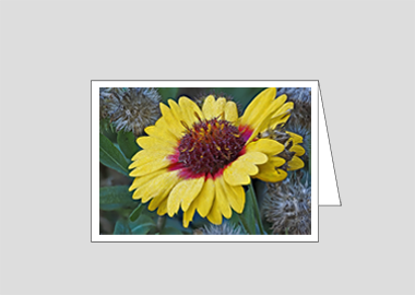 Fine art greeting card - (Blanketflower HV) – 4.5″x6.25″