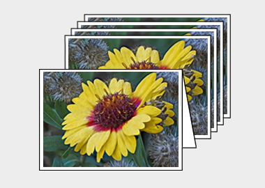 Package of 5 greeting cards - (Blanketflower HV) – 4.5″x6.25″