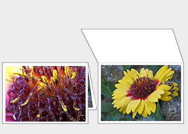 Fine art greeting card - (Blanketflower) – 4.5″x6.25″