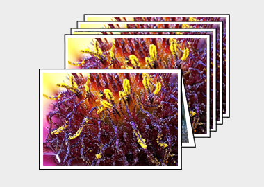 Package of 5 greeting cards - (Blanketflower) – 4.5″x6.25″