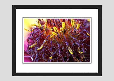 framed print - (Blanketflower HBV) - 8"x10"