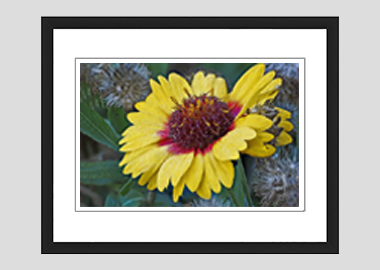 framed print - (Blanketflower HV) - 8"x10"