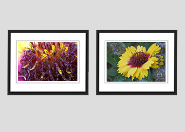 Both framed prints - (Blanketflower) - 8"x10" each