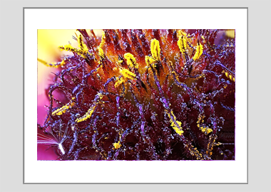 matted print - (Blanketflower HBV) - 11"x14"