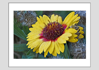 matted print - (Blanketflower HV) - 11"x14"