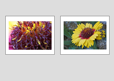 Both matted prints - (Blanketflower) - 11"x14" each