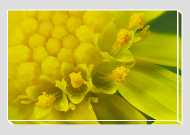 canvas print - (Blue Jelly Bean HBV) - 8"x12"