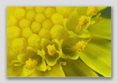 canvas print - (Blue Jelly Bean HBV) - 8"x12"