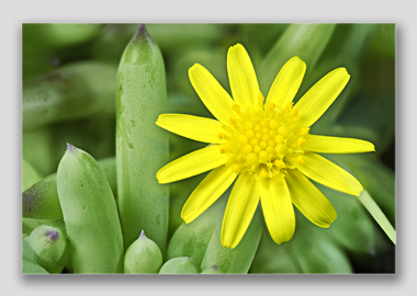 canvas print - (Blue Jelly Bean HV) - 12"x18"