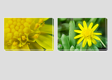 Both canvas prints - (Blue Jelly Bean) - 8"x12" each