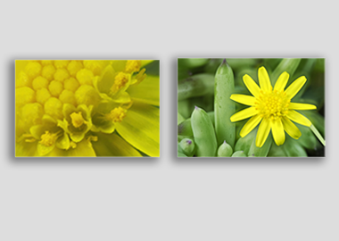 Both canvas prints - (Rose Geranium) - 16"x24" each