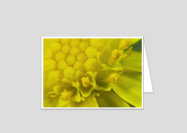 Fine art greeting card - (Blue Jelly Bean HBV) – 4.5″x6.25″