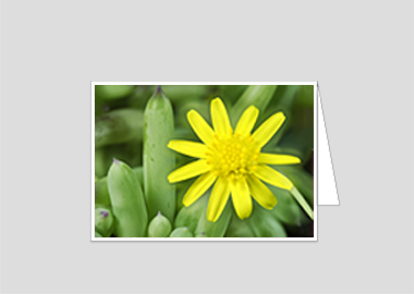 Fine art greeting card - (Blue Jelly Bean HV) – 4.5″x6.25″