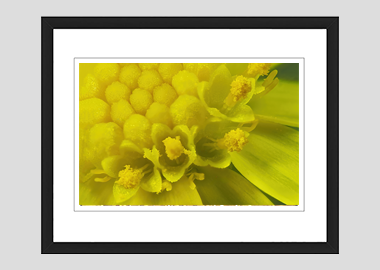 framed print - (Blue Jelly Bean HBV) - 8"x10"