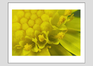 matted print - (Blue Jelly Bean HV) - 11"x14"