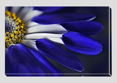 canvas print - (Blue Spoon HBV) - 8"x12"