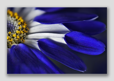 canvas print - (Blue Spoon HBV) - 12"x18"